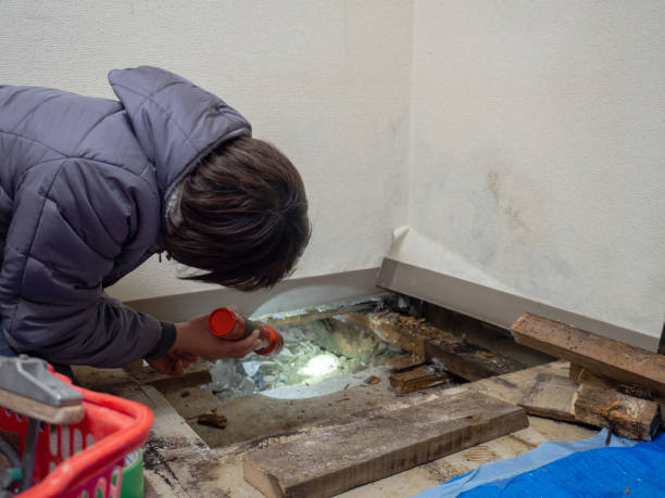 Best Mold Removal for HVAC Installations  in Springville, AL