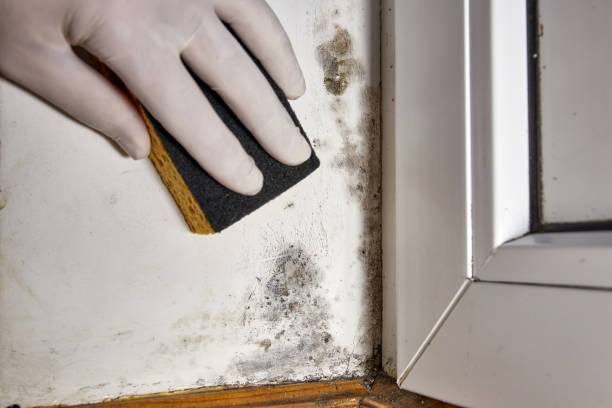 Best Mold Remediation for Vacation Homes  in Springville, AL