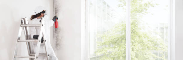 Best Mold Remediation for Rental Properties  in Springville, AL